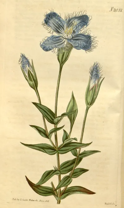 Greater fringed gentian
