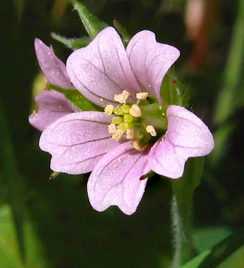 Carolina crane's-bill (Geranium carolinianum)