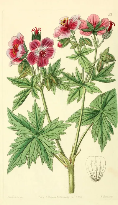 Woolly cranesbill