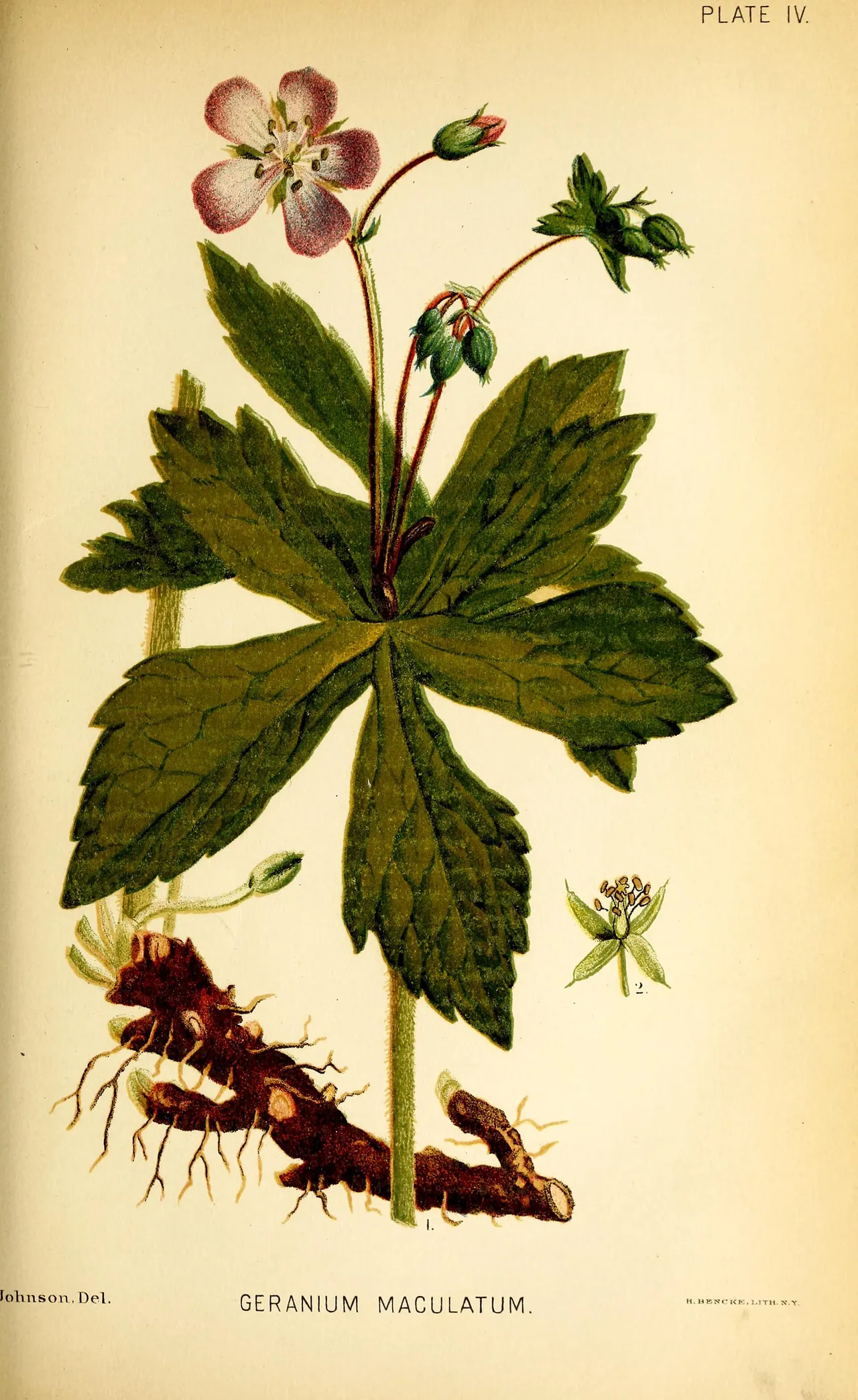Wild geranium (Geranium maculatum)
