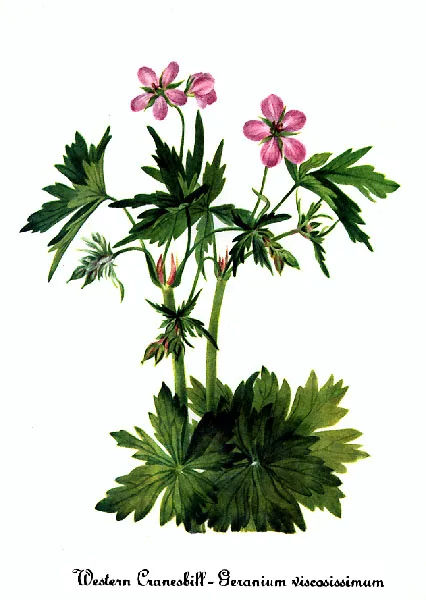 Sticky geranium (Geranium viscosissimum)