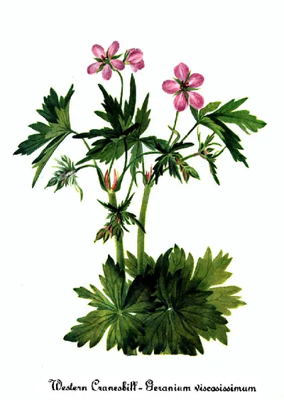 Sticky geranium