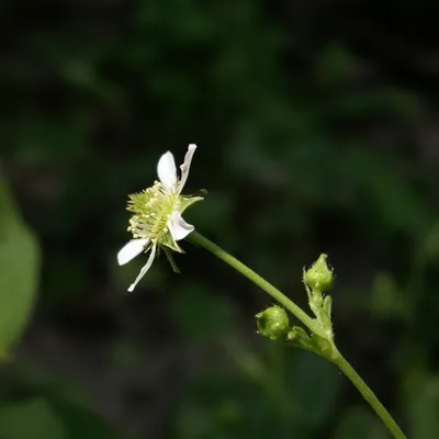White avens