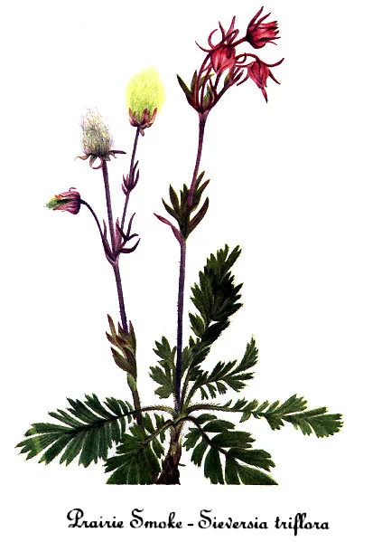 Prairie smoke (Geum triflorum)