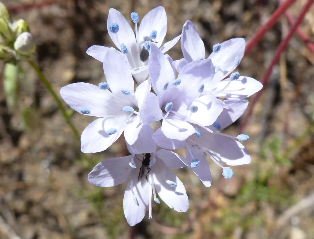 California gilia (Gilia achilleifolia)