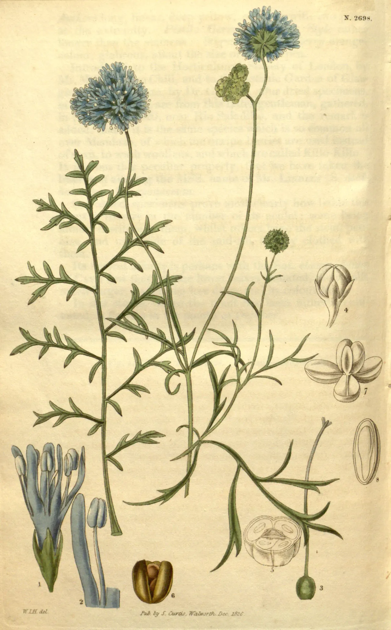 Bluehead gilia (Gilia capitata)