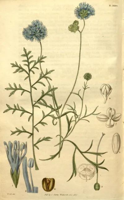 Bluehead gilia