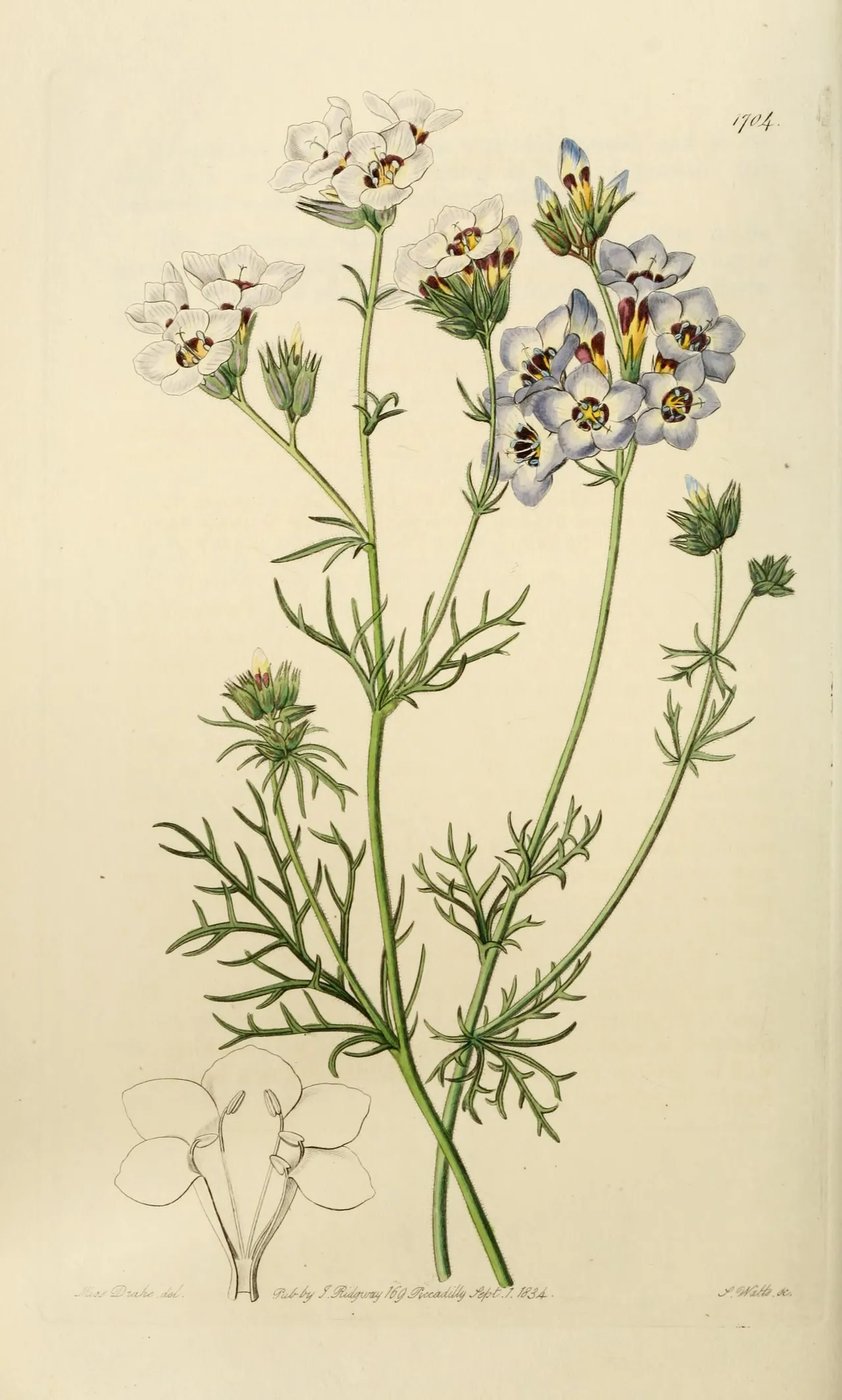 Bird's-eye gilia (Gilia tricolor)