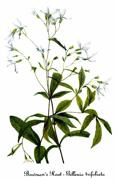 Bowman's root (Gillenia trifoliata)