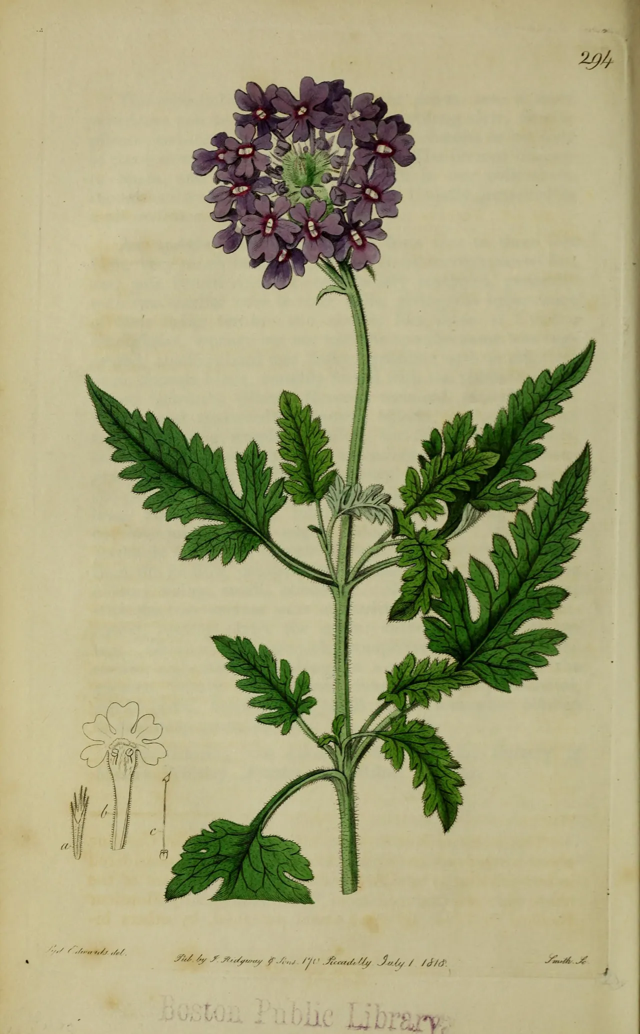 Rose vervain (Glandularia canadensis)