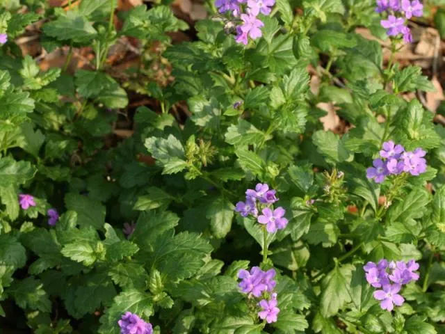 Tampa Mock-vervain (Glandularia tampensis)