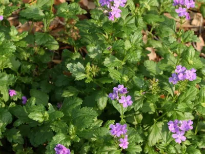 Tampa Mock-vervain