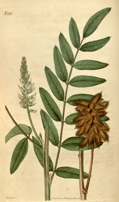 Wild Licorice