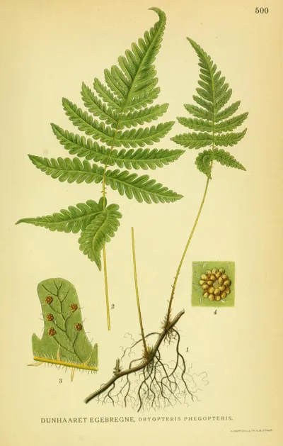 Northern oak fern