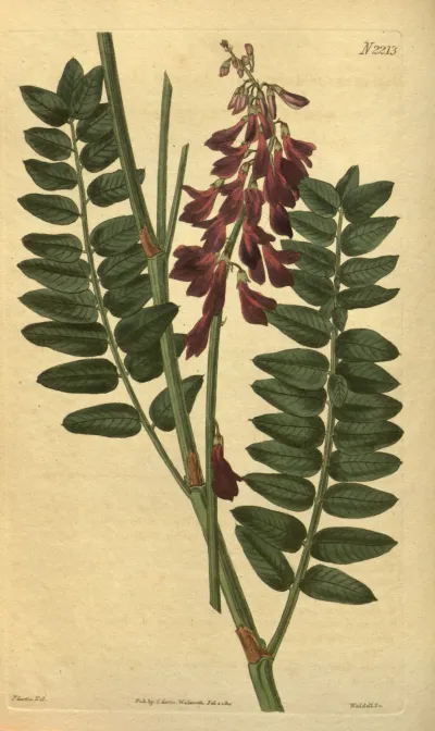 Alpine Sweet-vetch