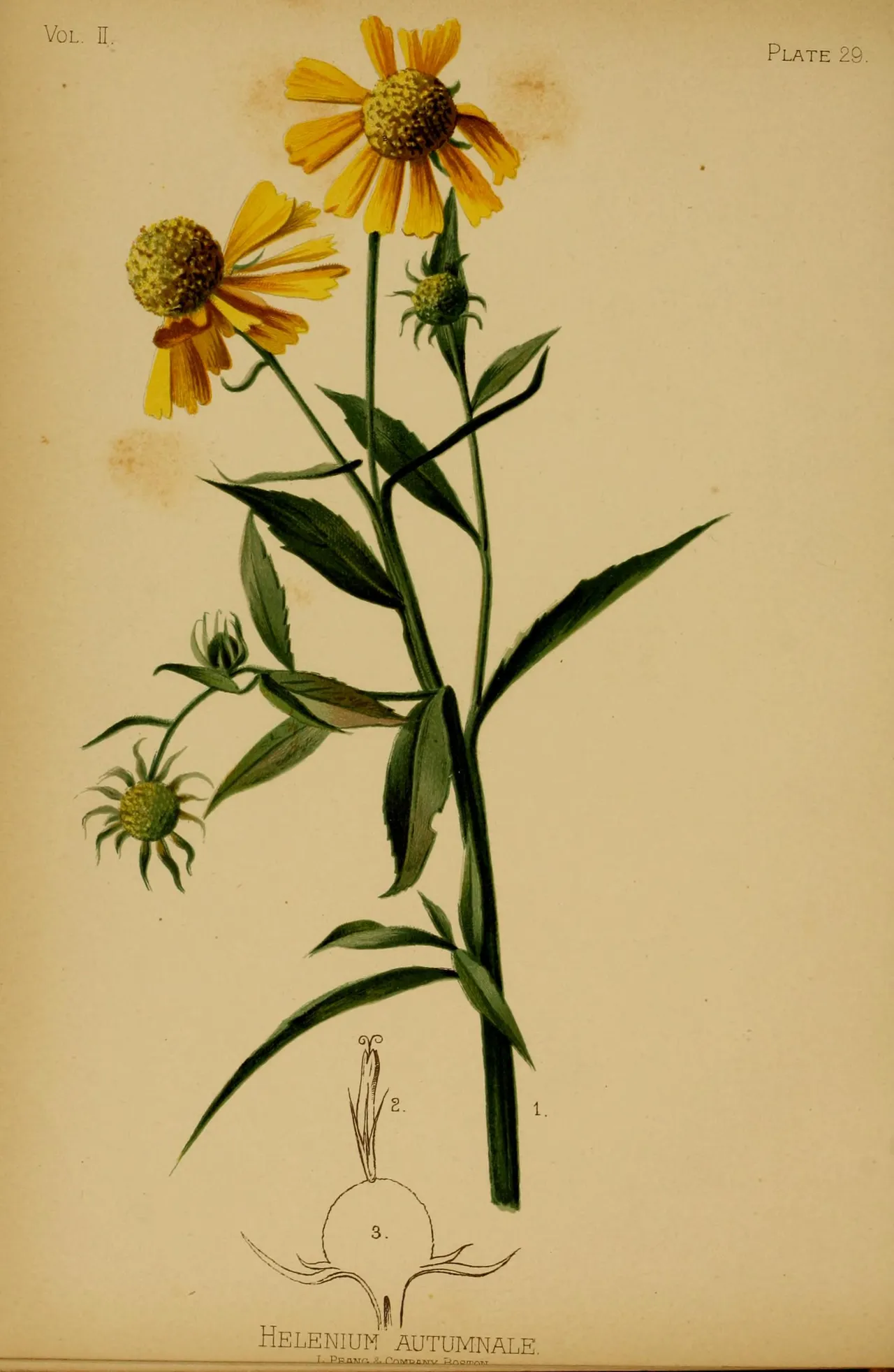 Common sneezeweed (Helenium autumnale)