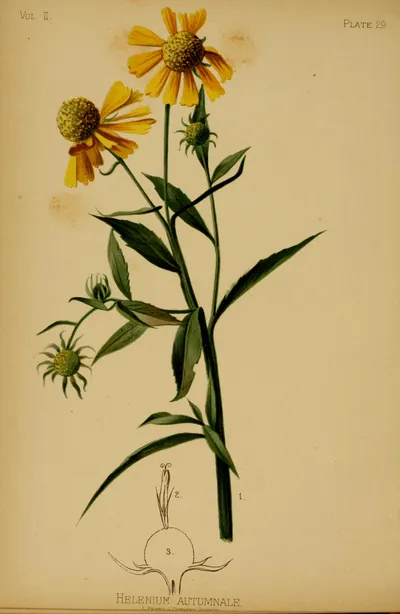 Common sneezeweed