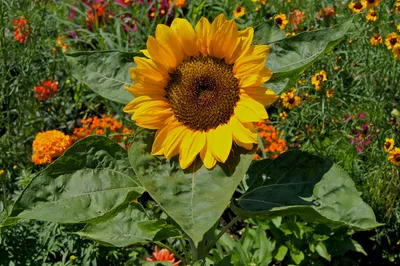 Common Sunflower