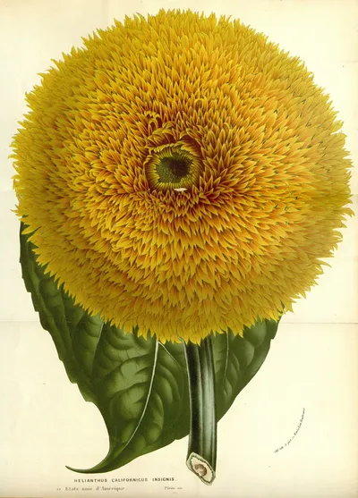 California sunflower