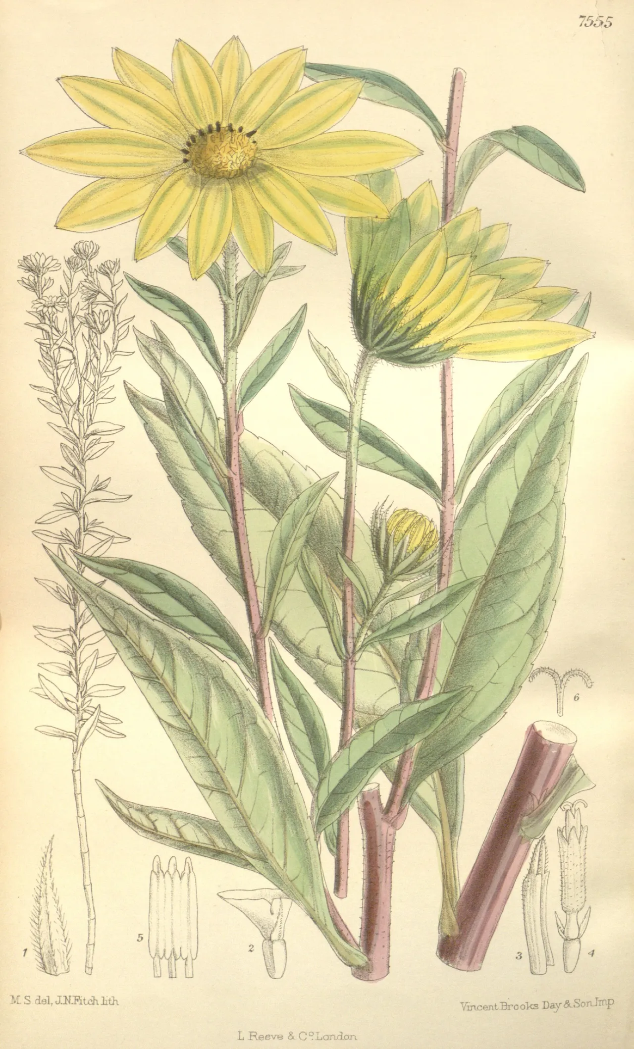 Giant sunflower (Helianthus giganteus)