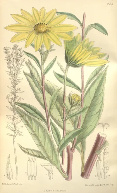 Giant sunflower