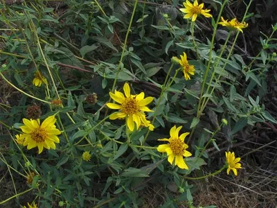 Slender sunflower