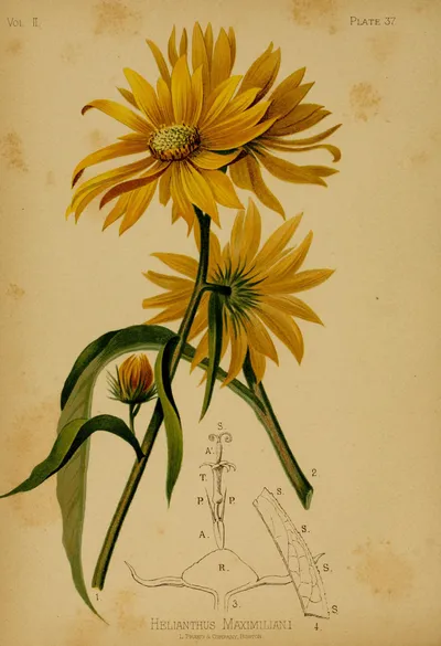 Maximilian sunflower