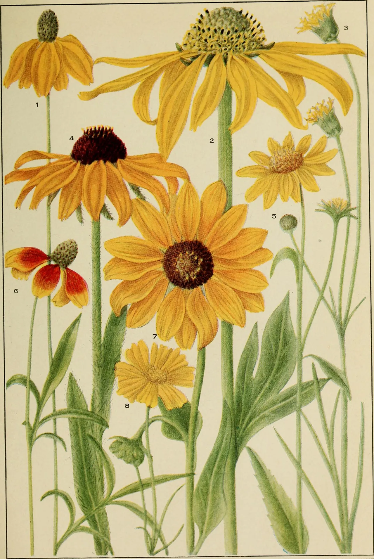 Prairie sunflower (Helianthus petiolaris)