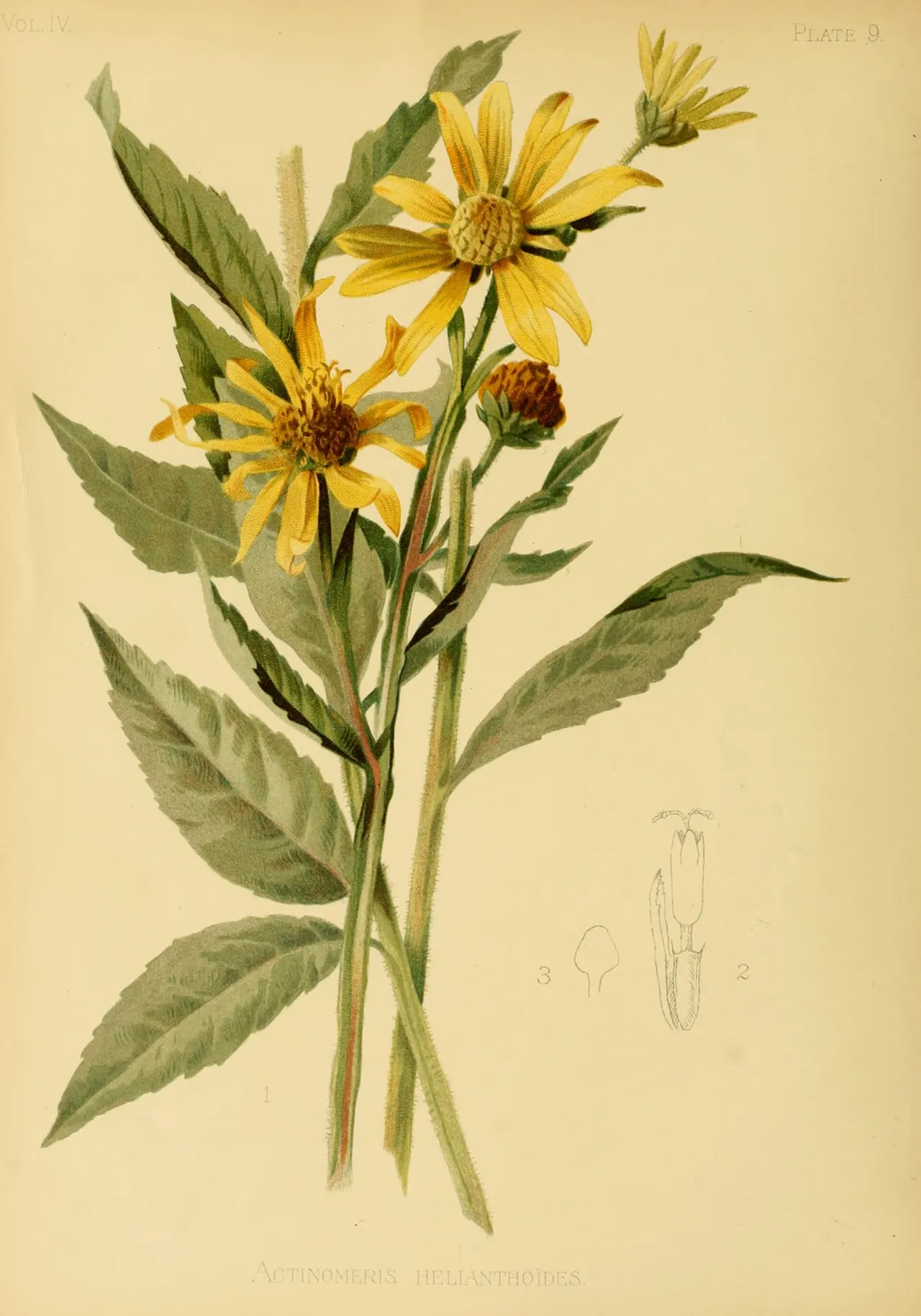 False sunflower (Heliopsis helianthoides)