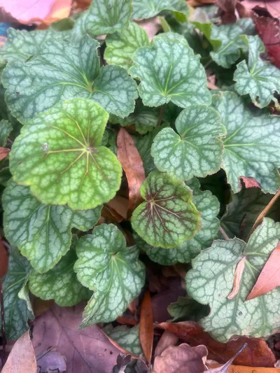 American alumroot
