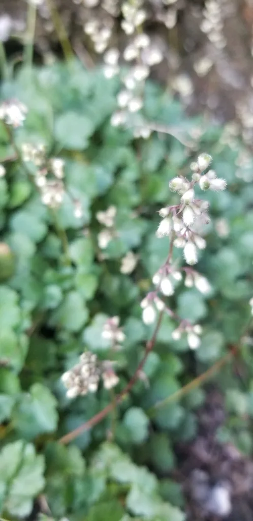 Pink alumroot (Heuchera rubescens)