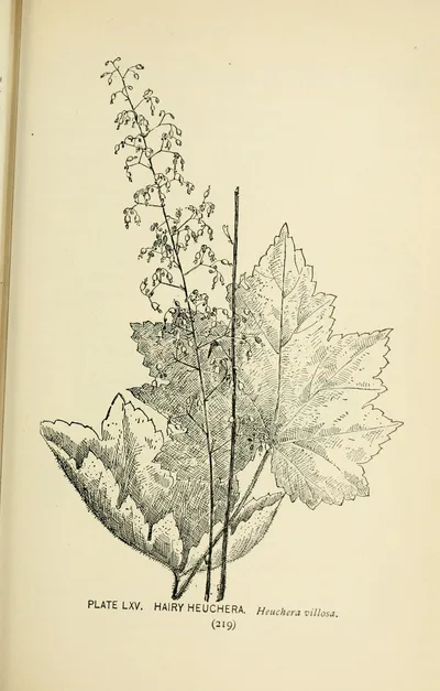Hairy alumroot