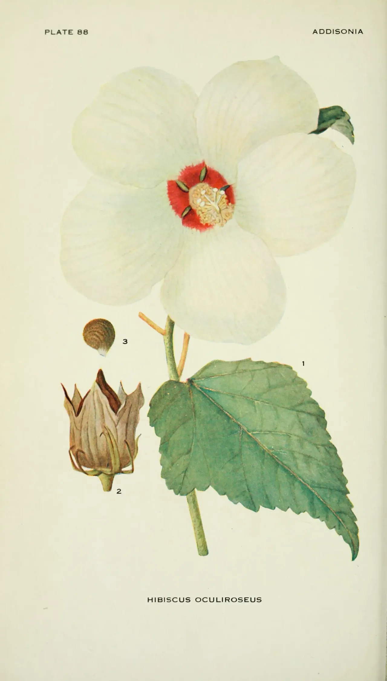 Swamp rose mallow (Hibiscus moscheutos)