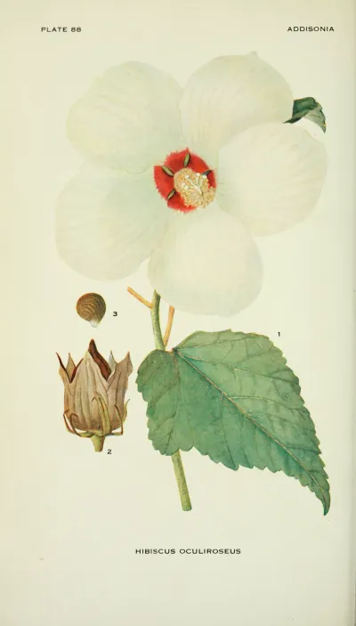 Swamp rose mallow