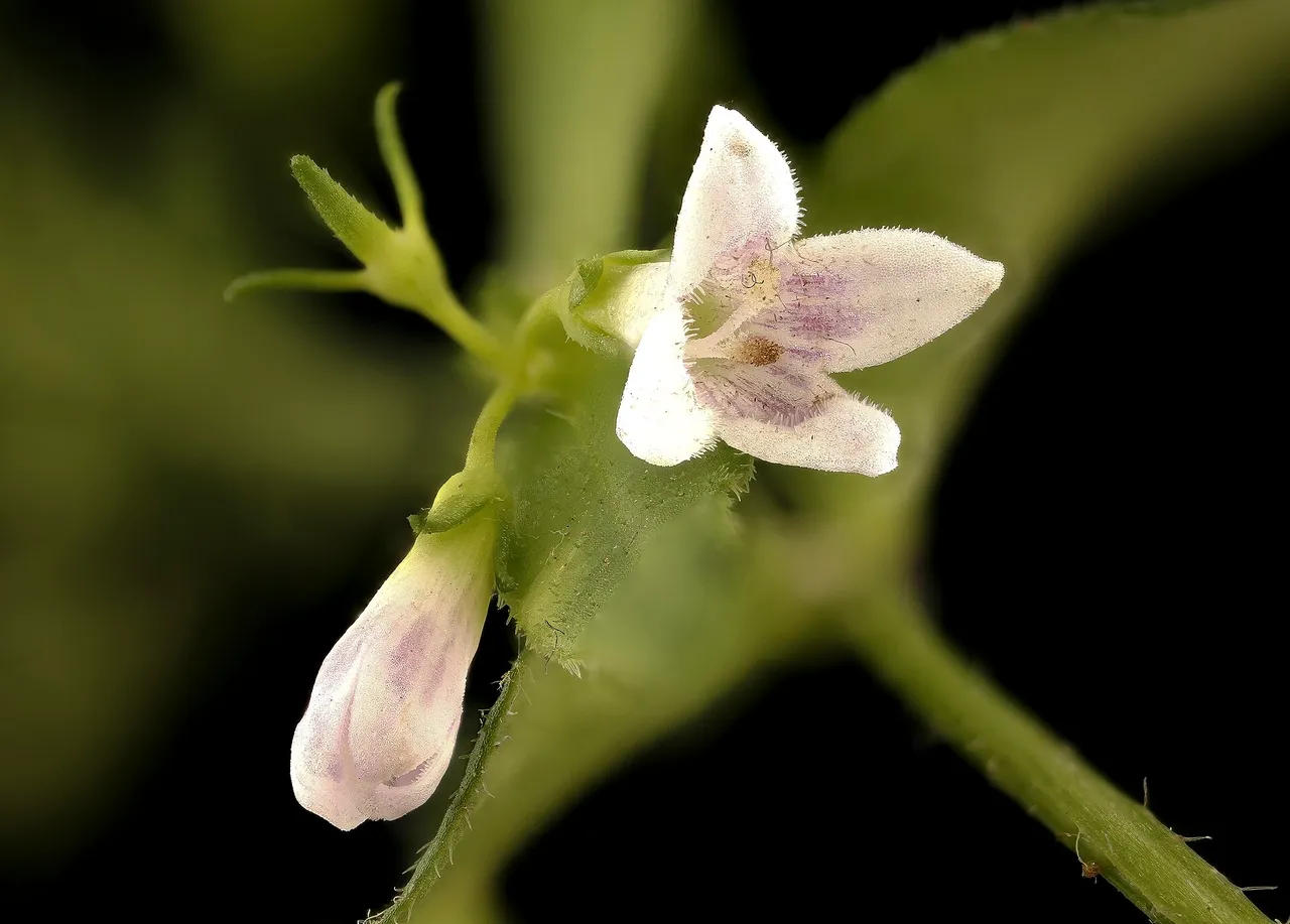 Long-leaved bluets (Houstonia longifolia)