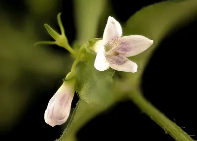 Long-leaved bluets