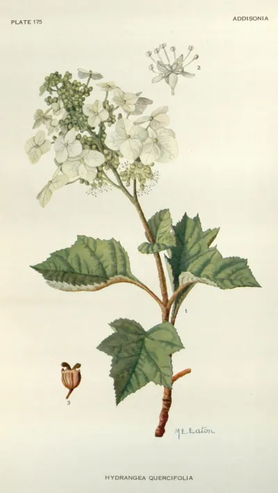 Oakleaf hydrangea