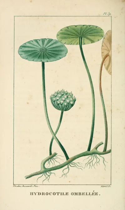 Manyflower marshpennywort
