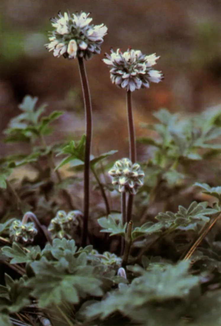 Western waterleaf (Hydrophyllum occidentale)