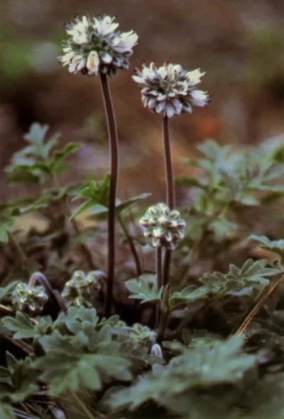 Western waterleaf