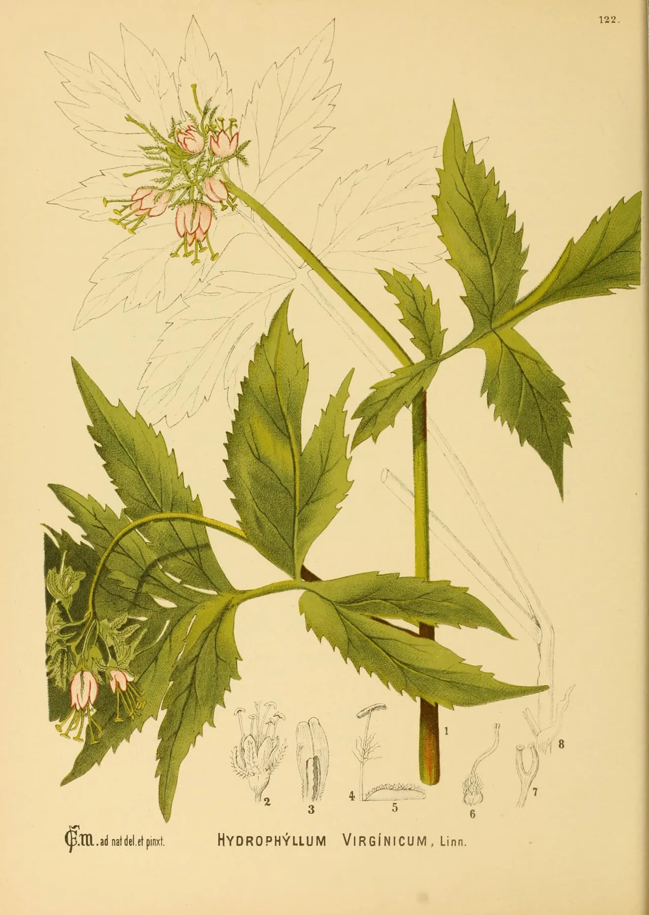 Virginia waterleaf (Hydrophyllum virginianum)