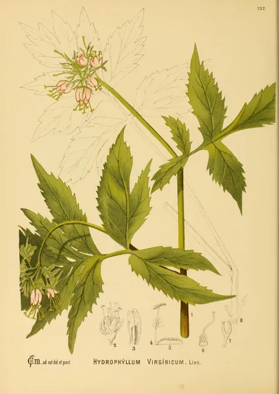 Virginia waterleaf