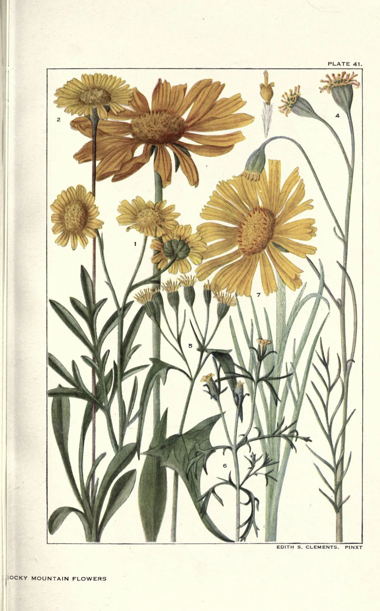 Owlsclaws (Hymenoxys hoopesii)