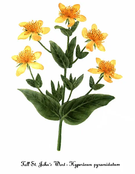 Great St. John's Wort (Hypericum ascyron)
