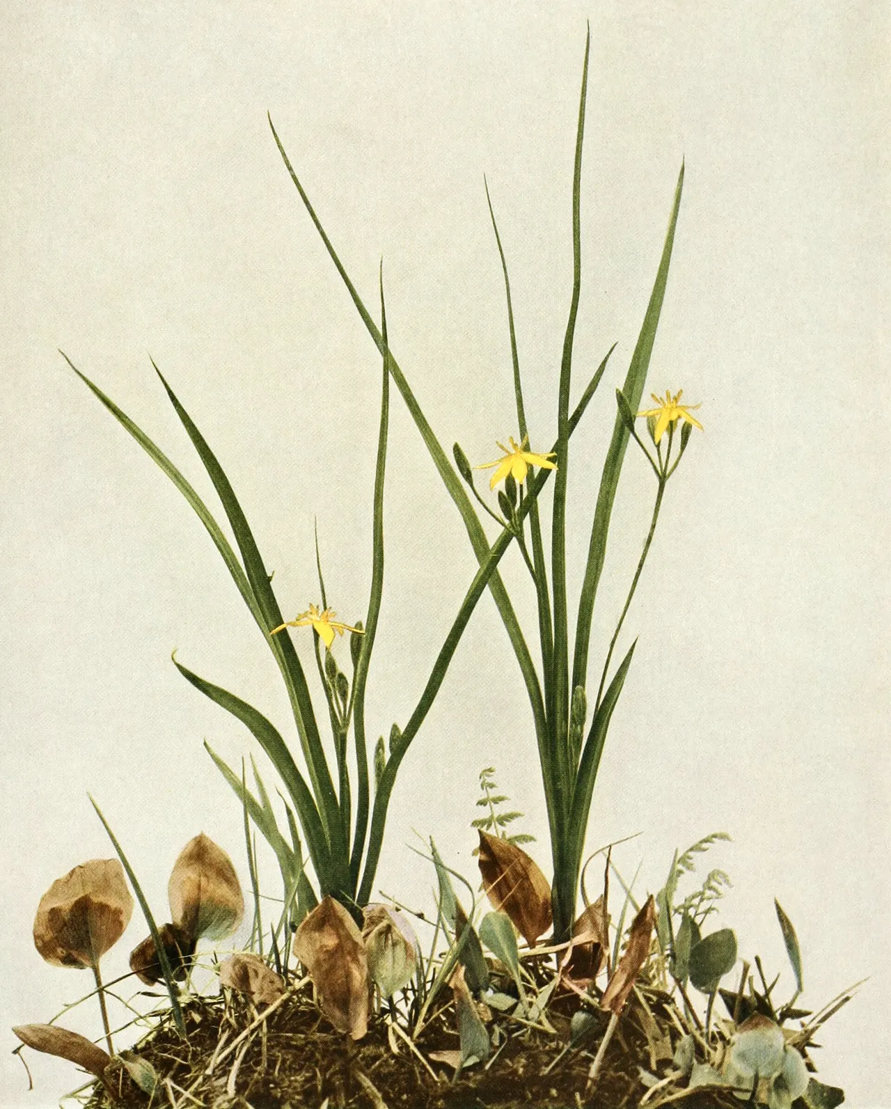 Yellow star grass (Hypoxis hirsuta)