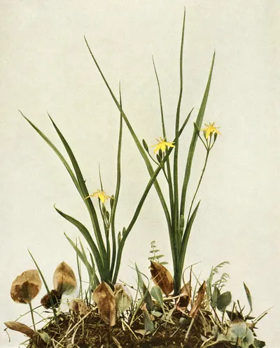 Yellow star grass