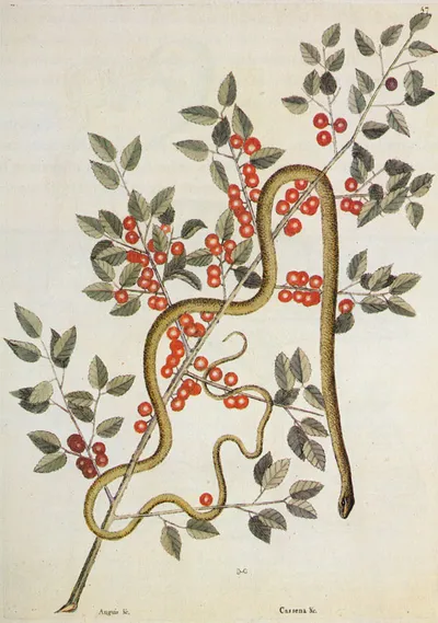 Dahoon holly