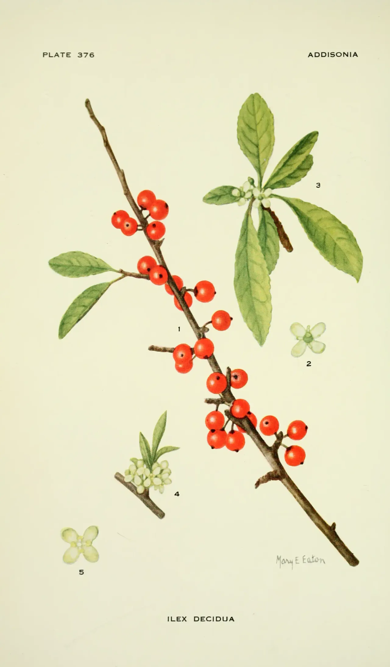 Possumhaw (Ilex decidua)