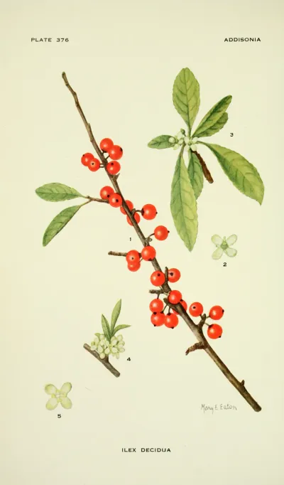 Possumhaw