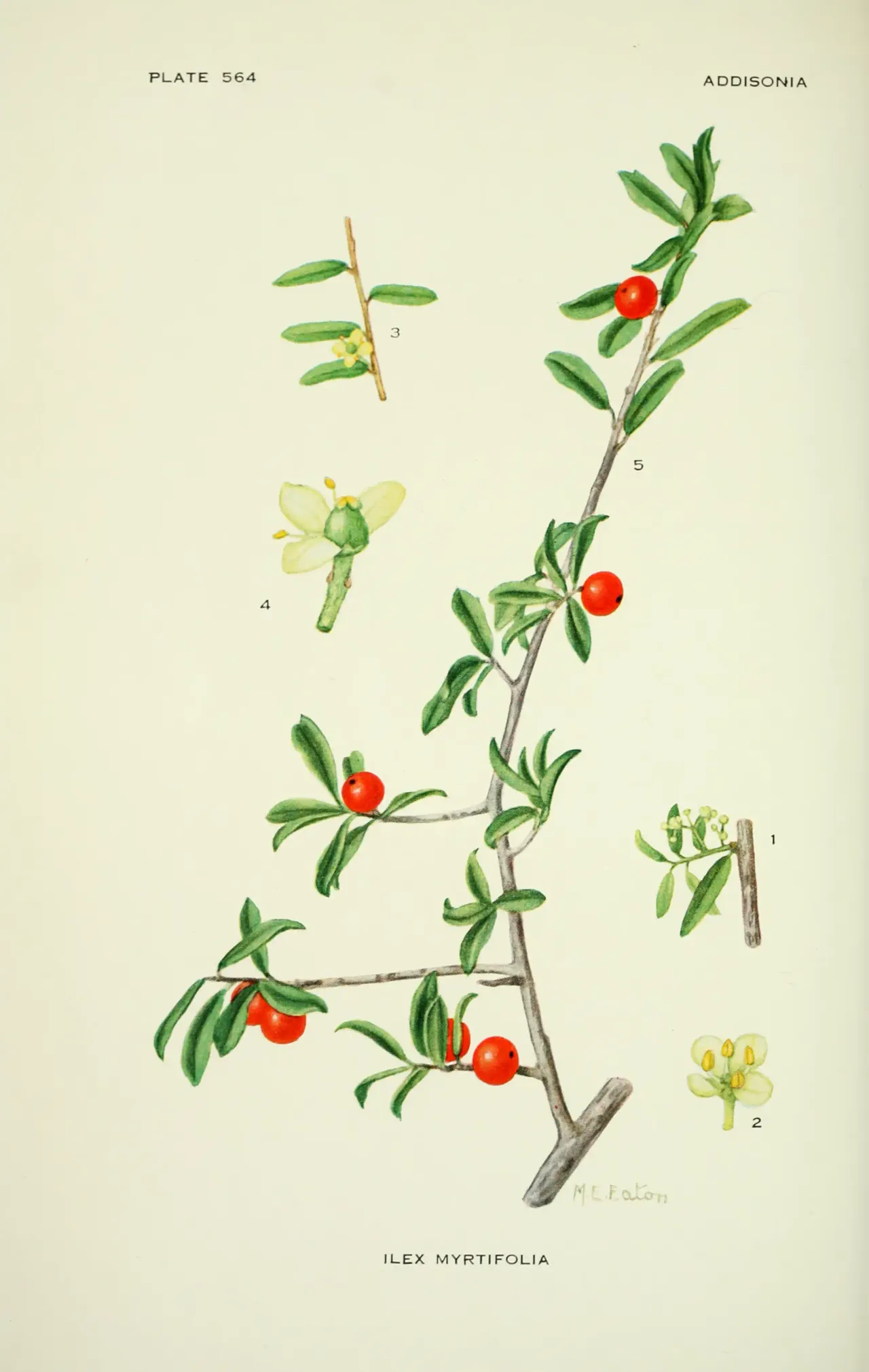 Myrtle Dahoon (Ilex myrtifolia)